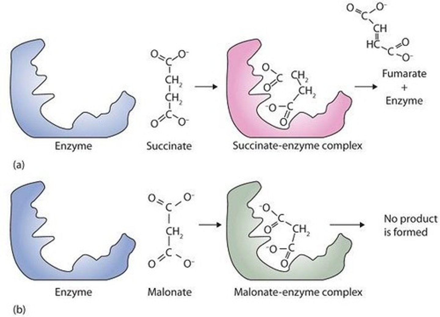 <p>An inhibitor that competes with the substrate for binding at the active site.</p>