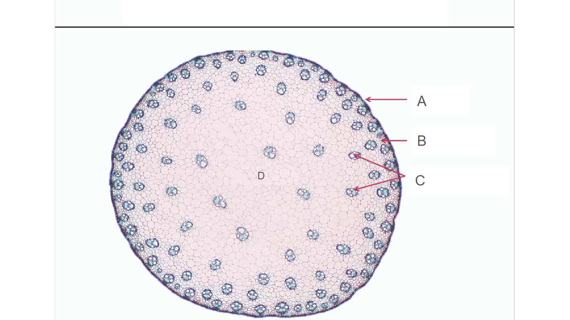 <p>What type of stem is this? Monocot or Dicot?</p>