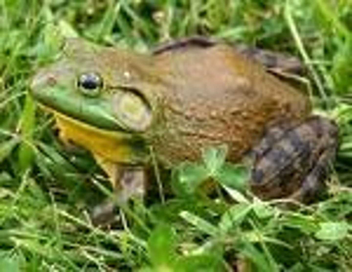 <p>American Bullfrog</p>