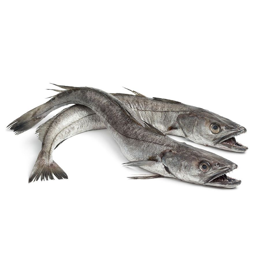 <p>hake</p>