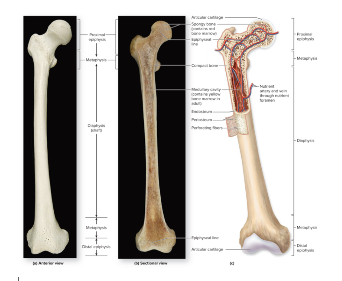 <p>Medullary cavity</p>