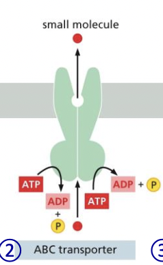 * uses 2 ATP to pump small molecules across cell membrane 
  * move toxins out of body