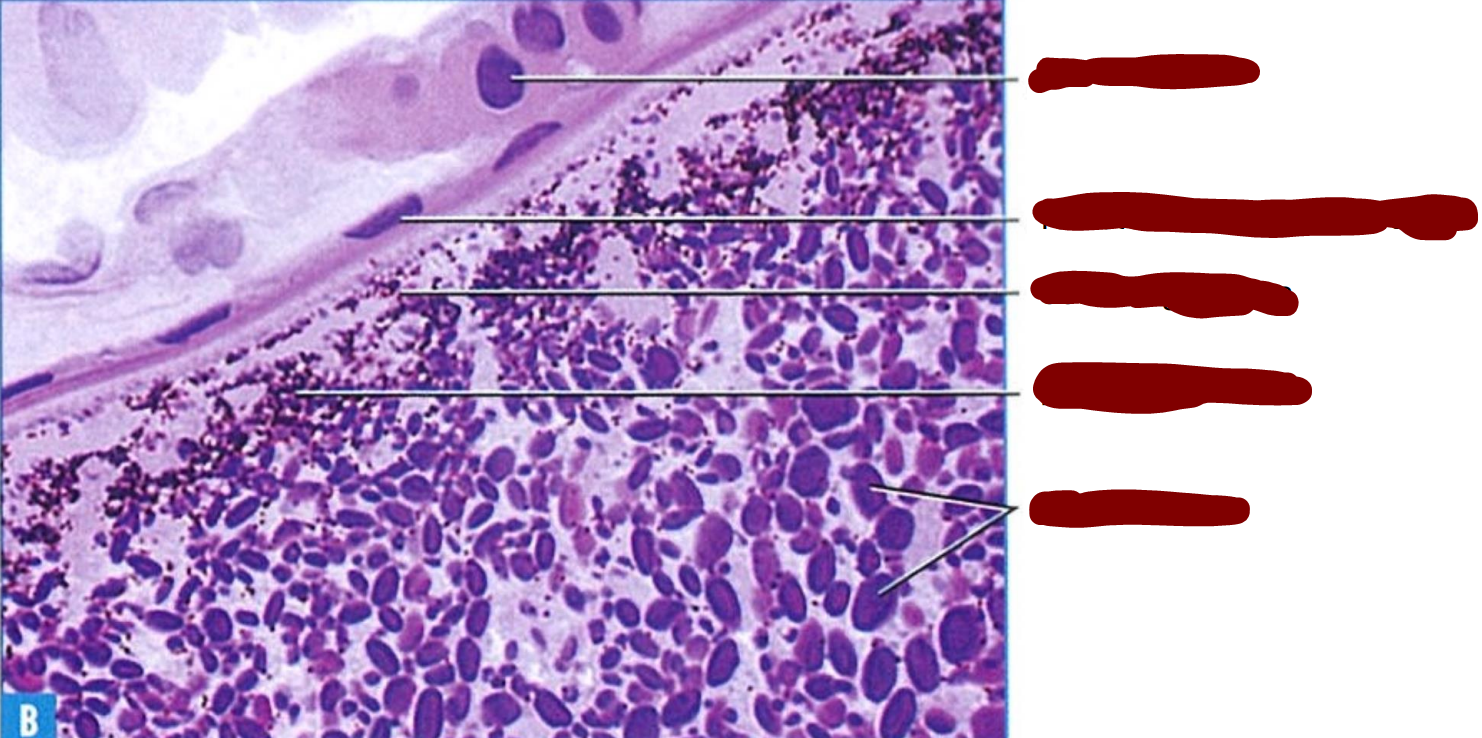 <p>Section through a mature frog primary oocyte </p>