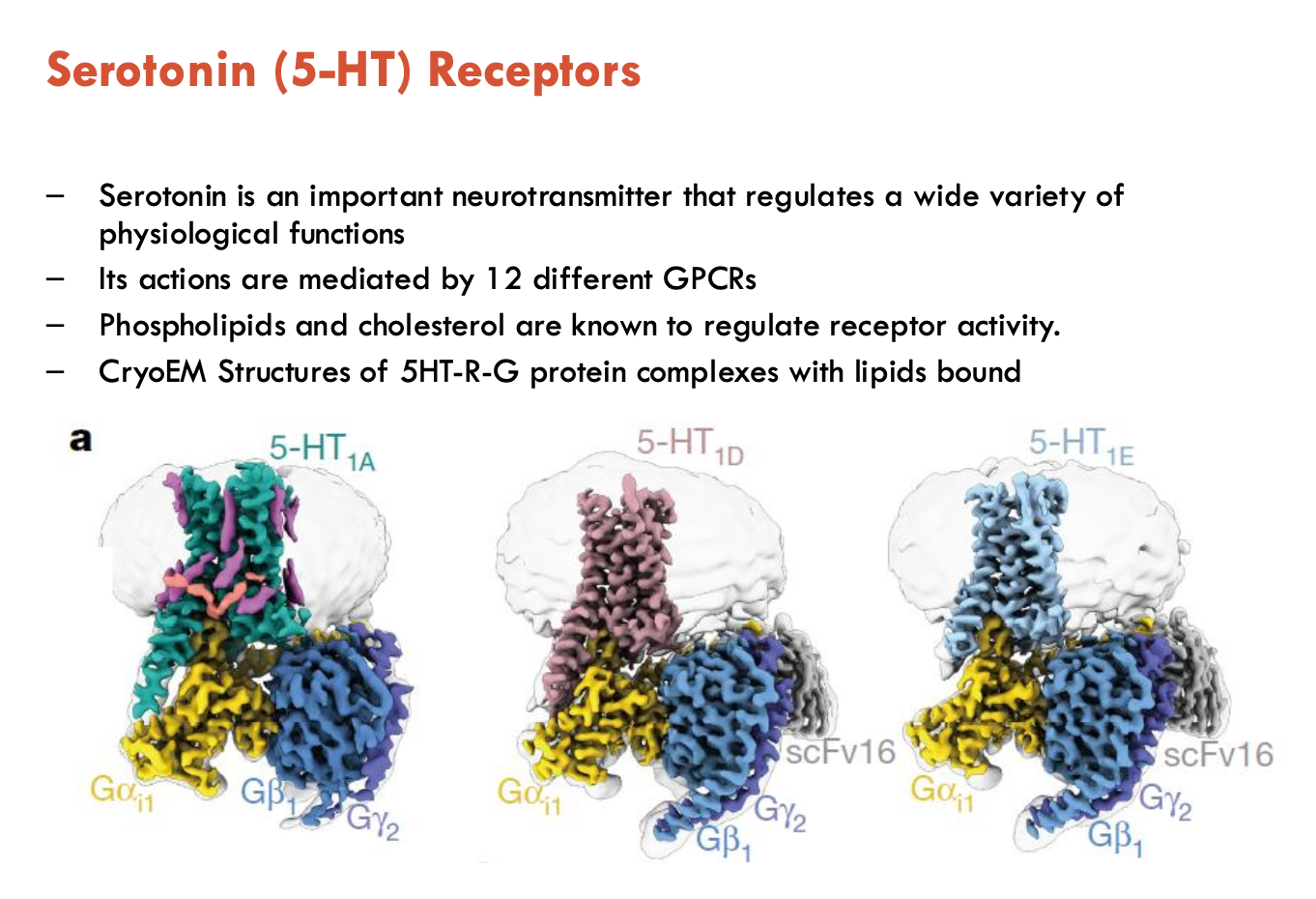 <p>Serotonin receptors that are GPCRs are Type 1, 2, and 4</p><ul><li><p>serotonin actions are mediated by 12 different GPCRs</p></li></ul><ul><li><p>phospholipids and cholesterol regulate receptor activity</p></li><li><p>CryoEM structures of 5HT—G protein complexes with lipids bound</p></li></ul><p></p>