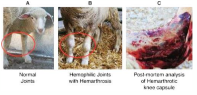 <p>• <u>Most severe inherited coagulation disorder</u></p><p>• Diagnosed by APTT test with FVIII specific controls, pedigree analysis</p><p>• <u>Gene on X chromosome gets a spontaneous mutatio</u>n which can persist across many generations</p><p>• Presence of 1 normal gene is enough to prevent haemophilia</p><p>• Animals have spontaneous bleeding into joints and muscles</p><p>• Bleeding under skin and from gums</p><p>• Risk of haemorrhage in surgery</p><p>• Severity and survival depends on the mutation</p>