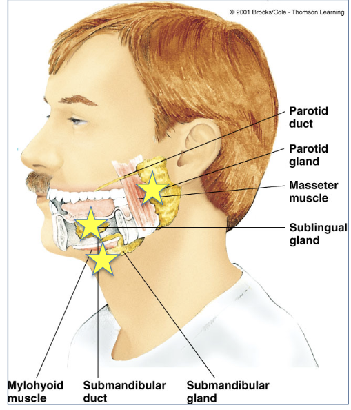 <p>made up of 3 gland and secrete saliva in response to autonomic stimulation&nbsp;</p><ul><li><p>sublingual</p></li><li><p>submandibular</p></li><li><p>parotid</p></li></ul><p></p>