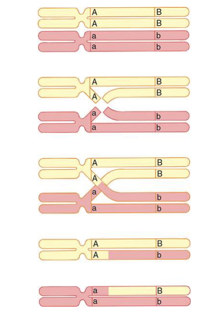 <p>occurs between maternal and paternal homologs</p><ol><li><p>During prophase I (pachytene) of meiosis each paternal chromosome finds a pairs with a equivalent maternal chromosome</p></li><li><p>Breaks occur in similar sites of the chromatids</p></li><li><p>repair enzymes attach material pieces to paternal pieces</p></li><li><p>results in new chromatids</p></li></ol><p></p>