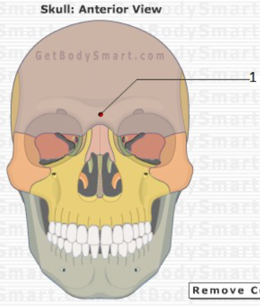 <p>Which frontal bone marking is this? (1)</p>