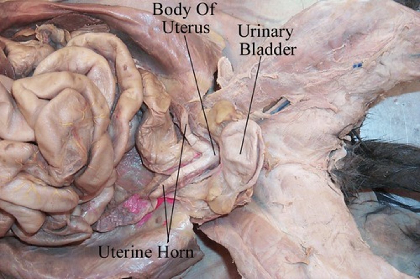 <p>Stores urine before excretion.</p>