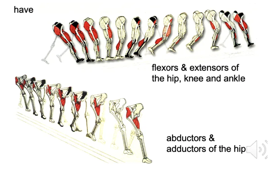 <p>Which muscle groups are critical in the gait cycle?</p>