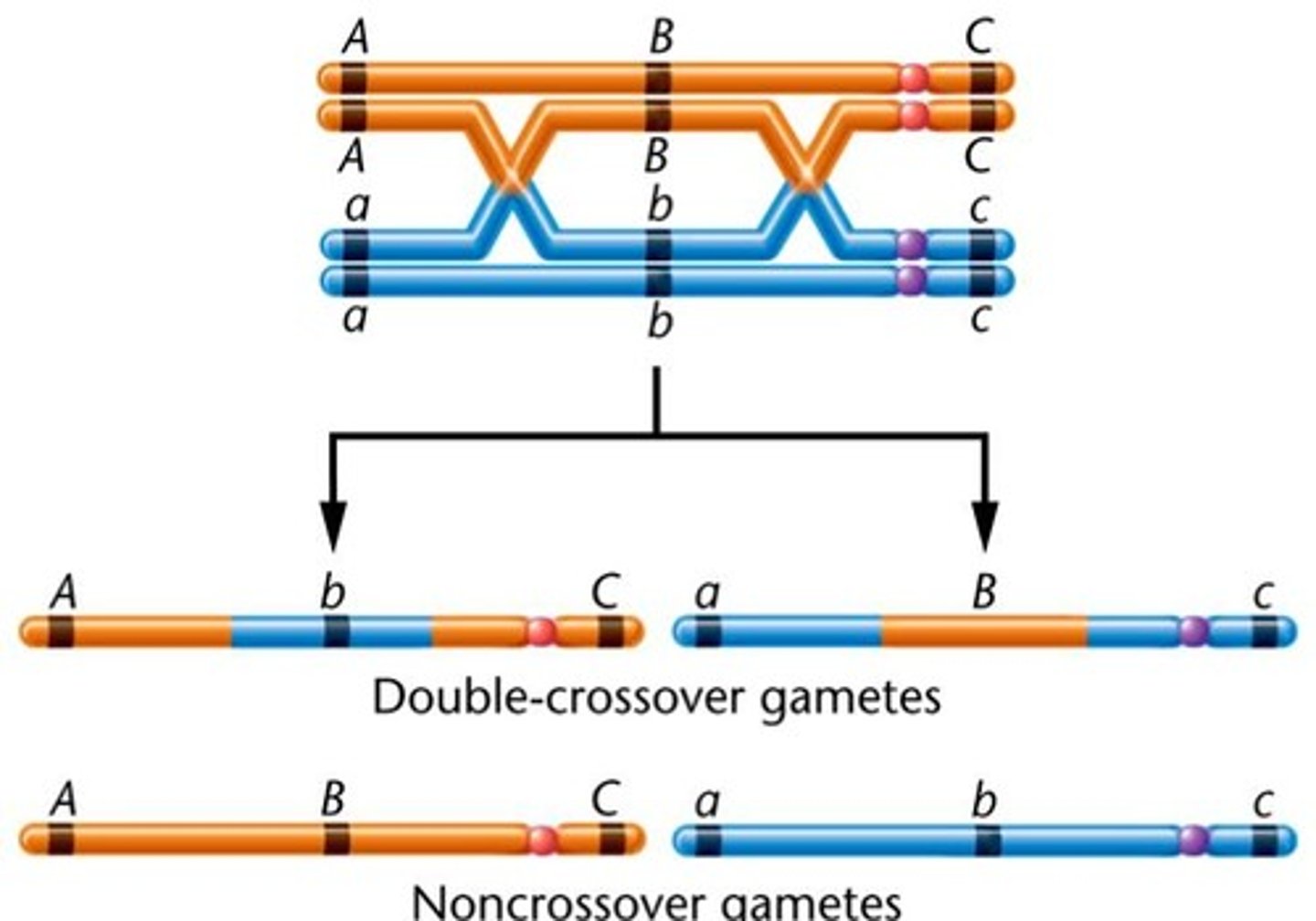 <p>this is the exchamge of dna in homologous pairs</p>