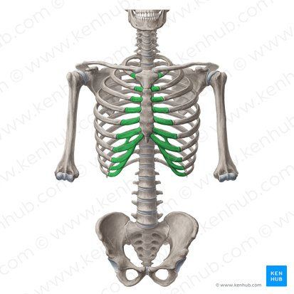 <p>cartilage connected to sternum from ribs </p>