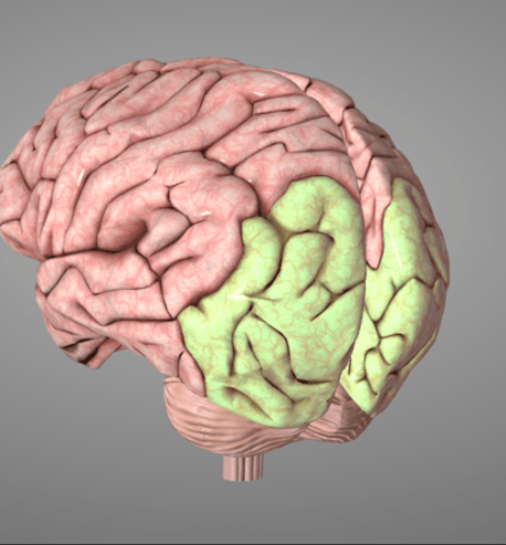 <p><span>Identify the structure in green.</span></p>