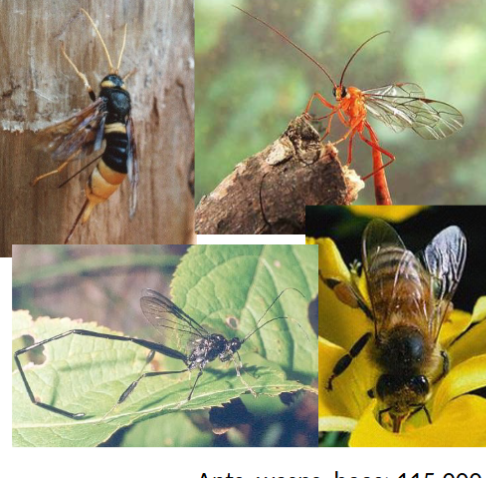 <p>in class insecta, membrane winged, ants wasps and bees</p>