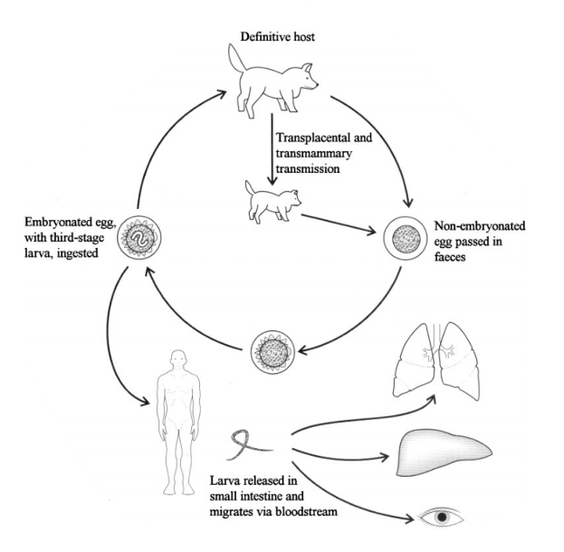 <p>Life cycle of?</p>