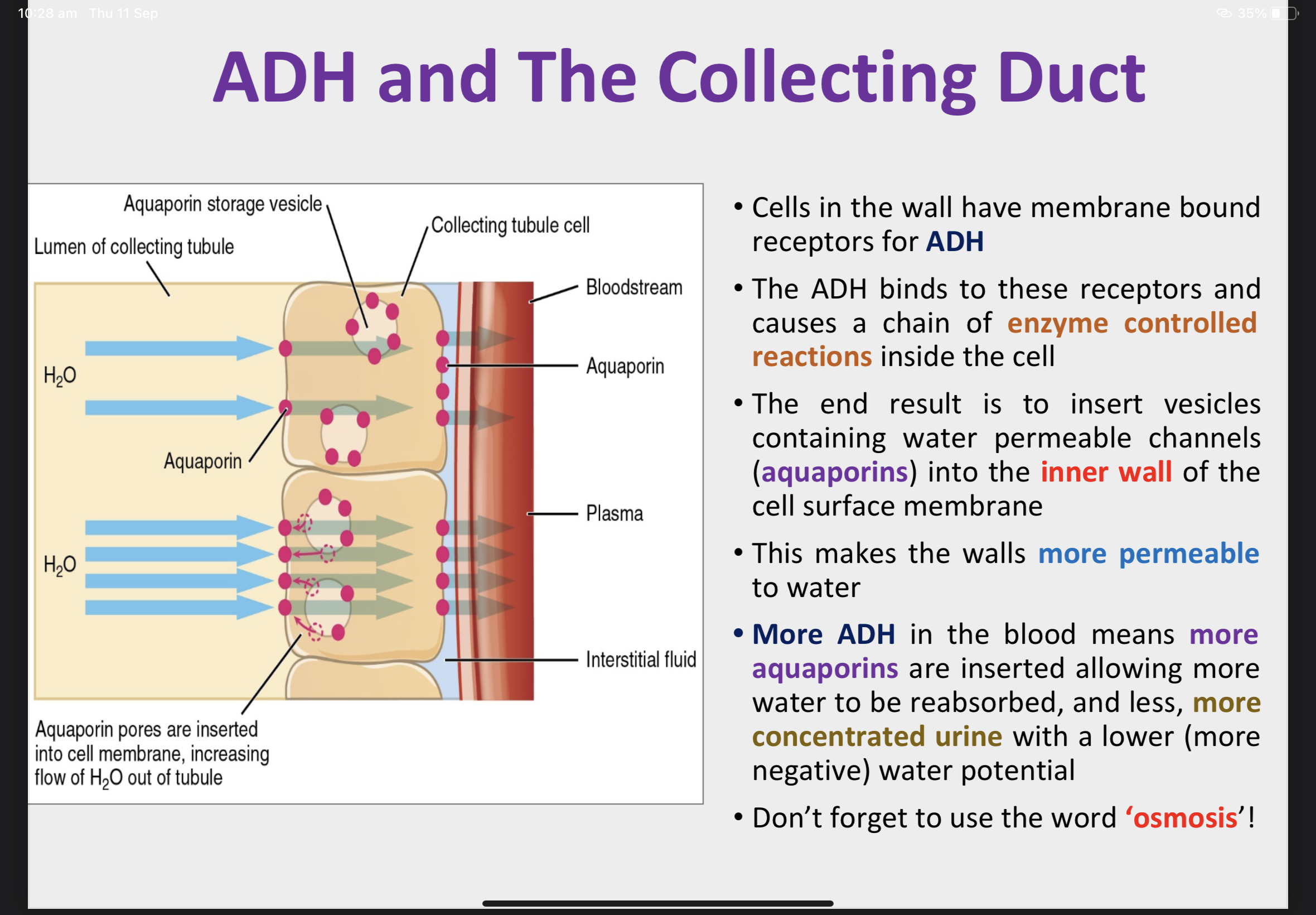 <p>Aquaporins are added to the cell membranes of the effectors allowing more water to be reabsorbed by osmosis.</p><p>This increases the water potential of the blood back towards the set point. This information is fed back to the hypothalamus and less ADH (or no ADH) is produced.</p><p>ADH increases the permeability of the collecting duct and distal convoluted tubule allowing more water to be reabsorbed; urine produced will be more concentrated and a lower volume.</p>