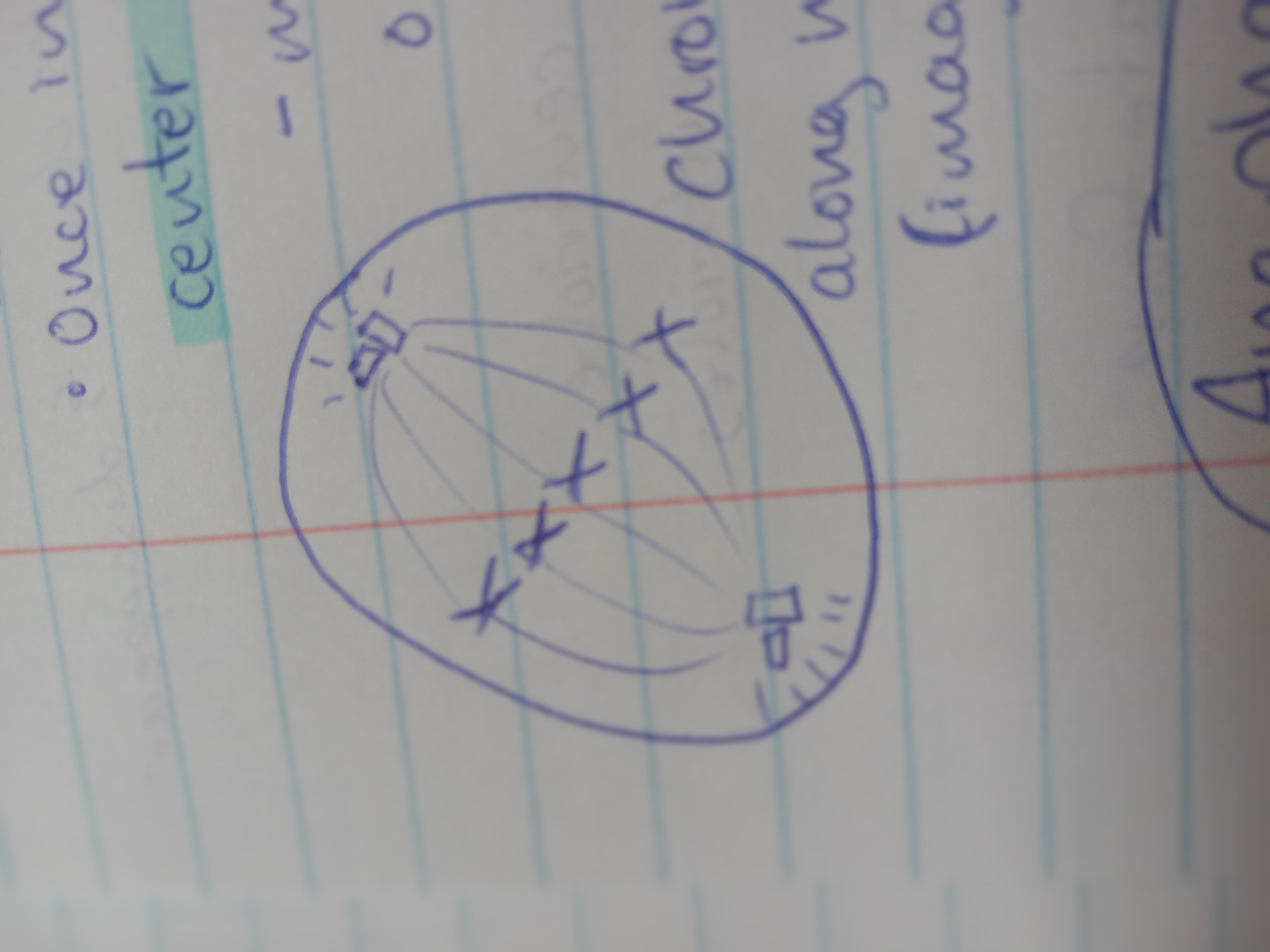 <p>second stage of mitosis, during which all the chromosomes move to the cell&apos;s equator</p>