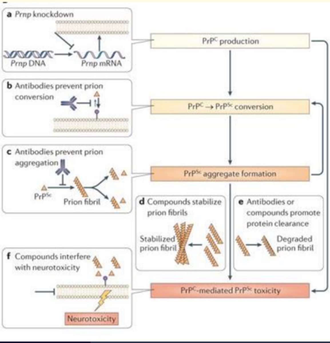 <p>Mutations destabilise PrPc and make PrPSc more energetically favourable </p>