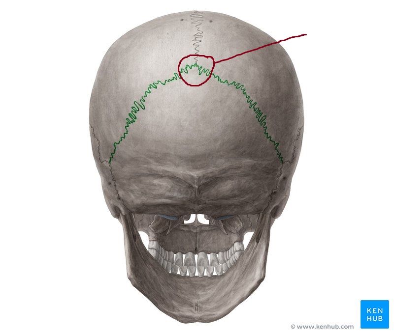 <p>what is this structure?</p>