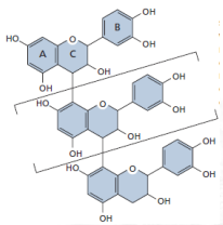 <p>[Phenolic  Compounds] Tannins Classify the Tanin class:  Formed from flavonoid polymerization</p>