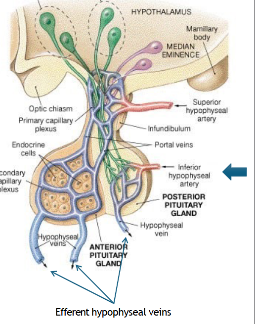 <ul><li><p>arterial blood enter via the inferior hypophyseal artery → branch of the ICA</p></li><li><p>venous/plexus drained via efferent hypophyseal veins → which is drained into the cavernous sinus&nbsp;</p></li></ul><p></p>