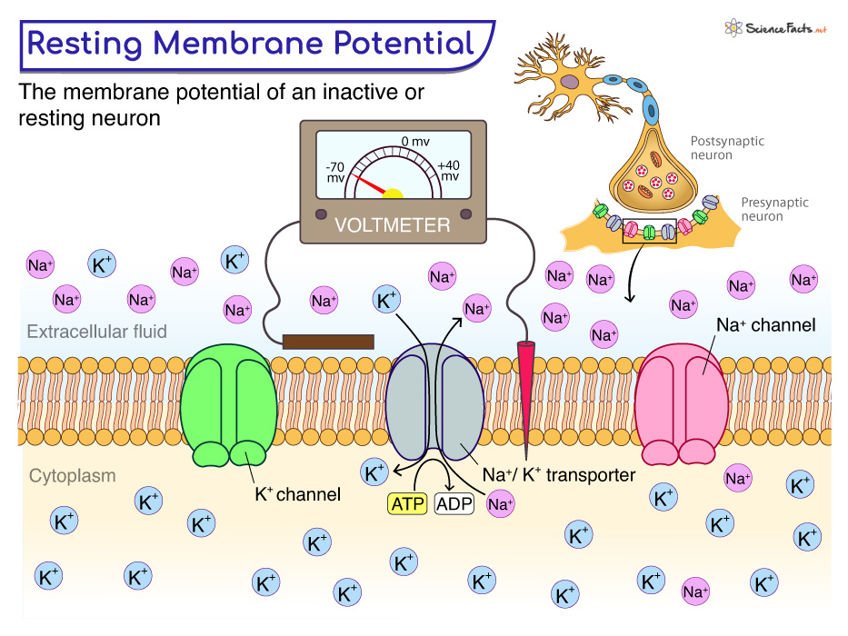 <p>Membrane Potentials is neurons is named </p>