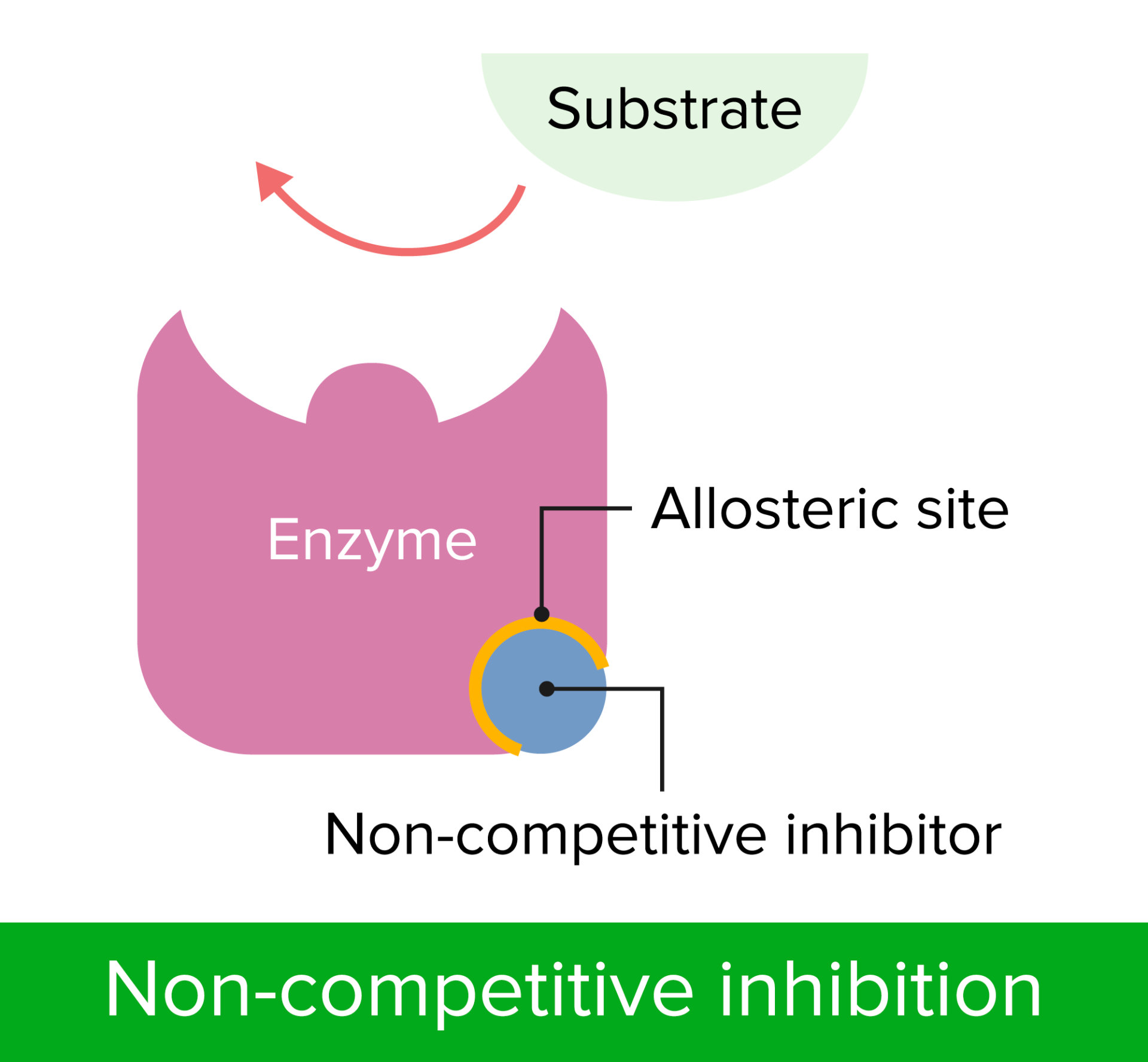 <p>Non-competitive inhibitors are molecules that bind to a part of the enzyme that is not at the active site, called the allosteric site. </p><p>This alters the structure of the enzyme in such a way that the active site of the enzyme changes shape and no longer has the complementary shape for the substrate to bind.</p>
