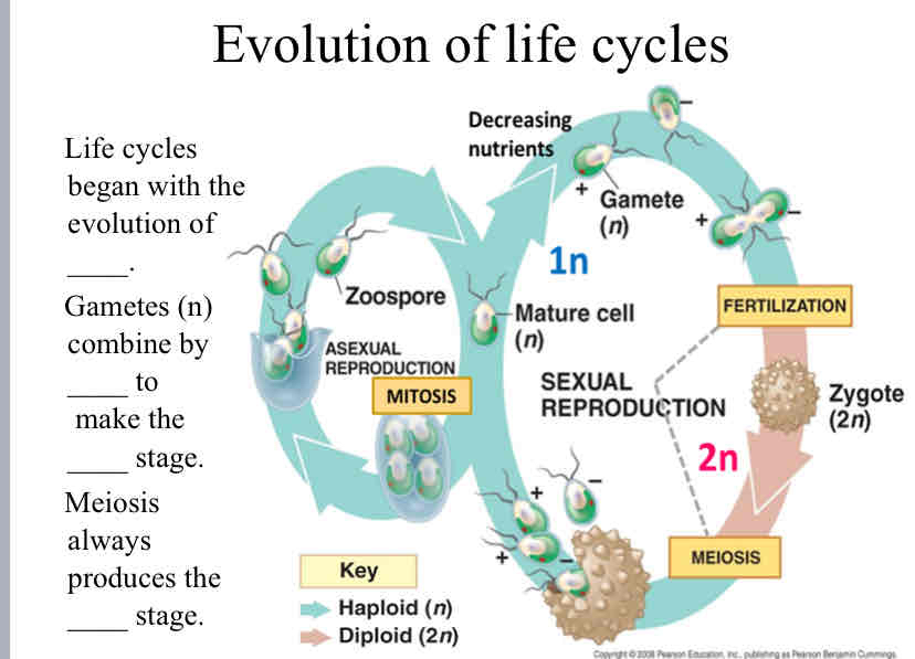 <p>Evolution of Life Cycles (fill in the blank) </p>