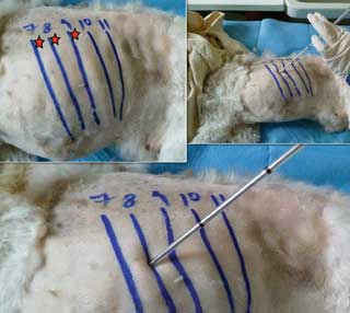 <ol><li><p>Insert needle at cranial portion of rib (avoids vessels and nerves at the caudal portion), just below the rib-cartilage junction. More dorsally if pneumothorax, more ventrally if fluid is suspected in pleural space. </p></li><li><p>Advance needle in 45 degree angle, downwards, parallel to body wall (avoids stabbing the lung) </p></li><li><p>While entering the body, have a small amount of negative pressure in the syringe as the needle passes the thoracic wall – when in pleural space sucks in the air in the syringe and you know that you are in the right place (the pleural cavity). </p></li><li><p>Aspirate fluid/air. Stopcock allows for removal of fluid w/o possibility to let air get sucked into the cavity through the tube</p></li></ol><p></p>