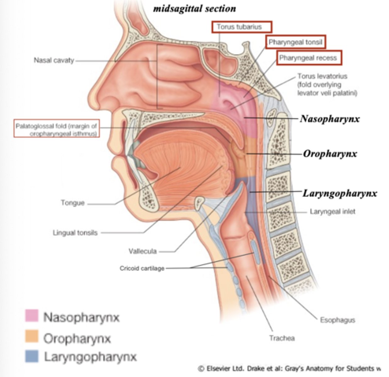 <p>pharyngeal recess</p>