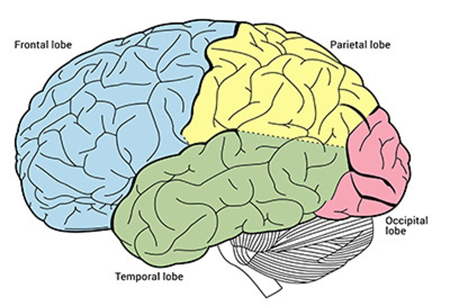 <p>Frontal lobe</p><p>Parietal lobe</p><p>Temporal lobe</p><p>Occipital lobe</p>