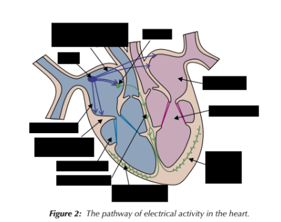 <p>label the areas of the heart needed for myogenic stimulation</p>