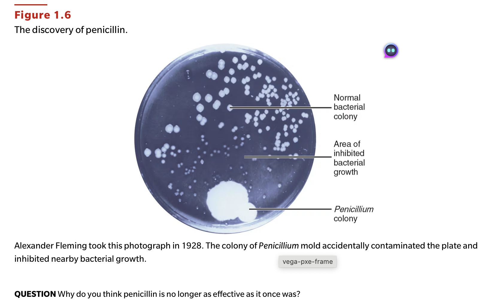 <p>QUESTION Why do you think penicillin is no longer as effective as it once was?</p>