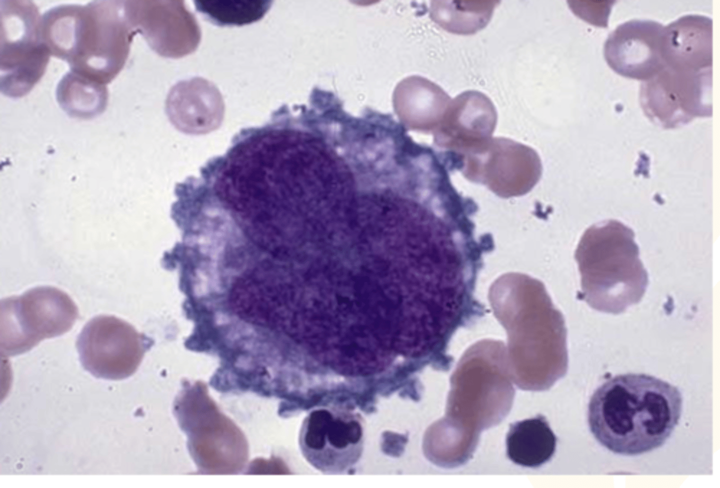 <p>just another term for bigger platelets</p>