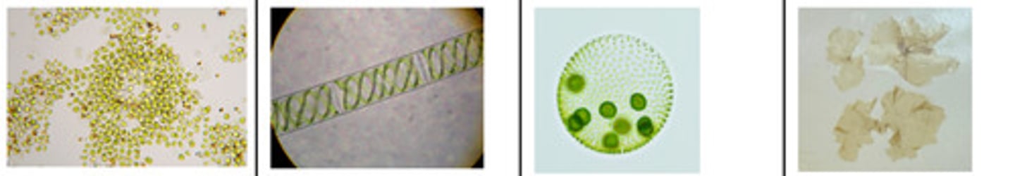 <p>A. Domain, Kingdom, Primary Clade, Secondary Clade</p><p>B. Label the following types under this secondary clade.</p><p>C. List some characteristics.</p><p>D. Pigment types</p>