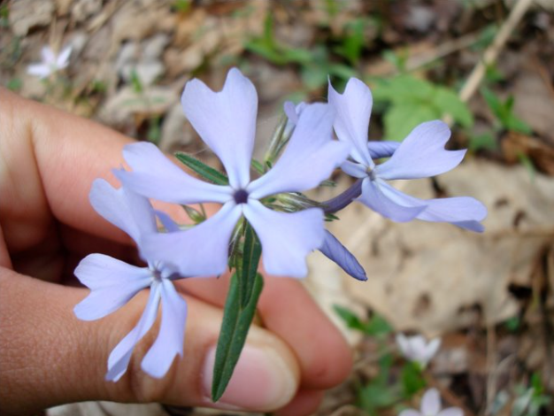 <p>A perennial wildflower characterized by its vibrant blue flowers and lance-shaped leaves, commonly found in open woods and meadows. </p>