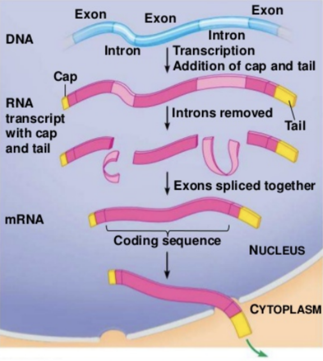 <p>A cap and tail are added on either end, the intron sequences are removed, and the exon sequences are joined together</p>