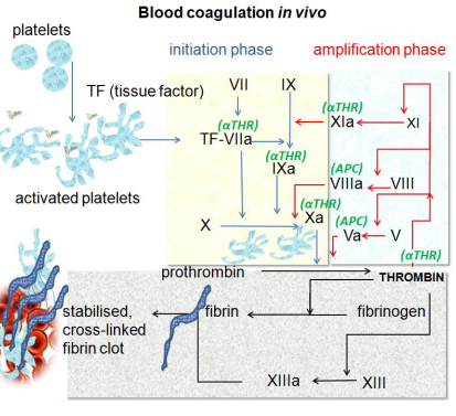 <p>1. Vascular damage exposes liquid blood to cells expressing TF</p><p>2. TF associates with blood FVIIa and this TF:FVIIa complex activates FIX (to FIXa) and FX (to FXa) (extrinsic pathway)</p><p>3. FXa coverts prothrombin to thrombin (common pathway)</p><p>4. Thrombin cleaves (soluble) fibrinogen to (insoluble) fibrin to promote clot stabilisation</p><p>• Amplification network causes explosive thrombin generation (RAPID)</p><p>• Thrombin activates platelets and activated platelets drive thrombin generation on</p><p>procoagulant surface</p><p></p>