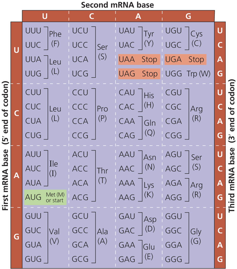 <p>What is the minimum number of amino acyl tRNA synthetases there should be?</p>
