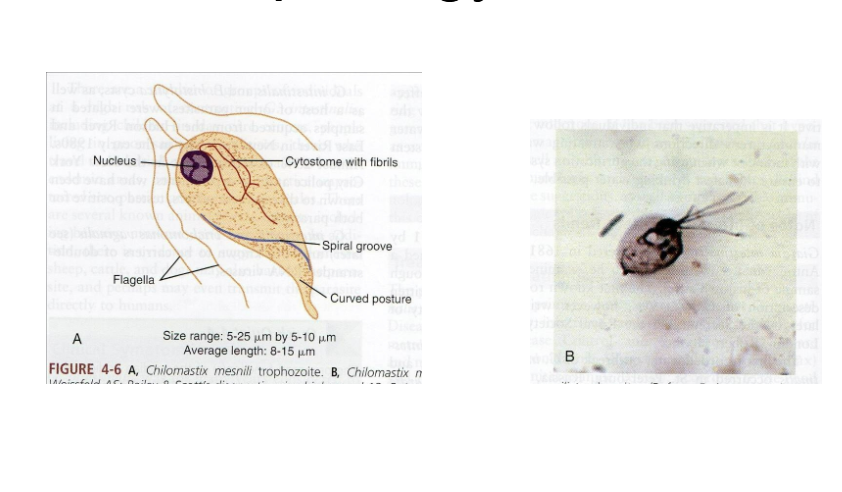 <p>What are morphology features of Chilomastix trophozoites?</p>