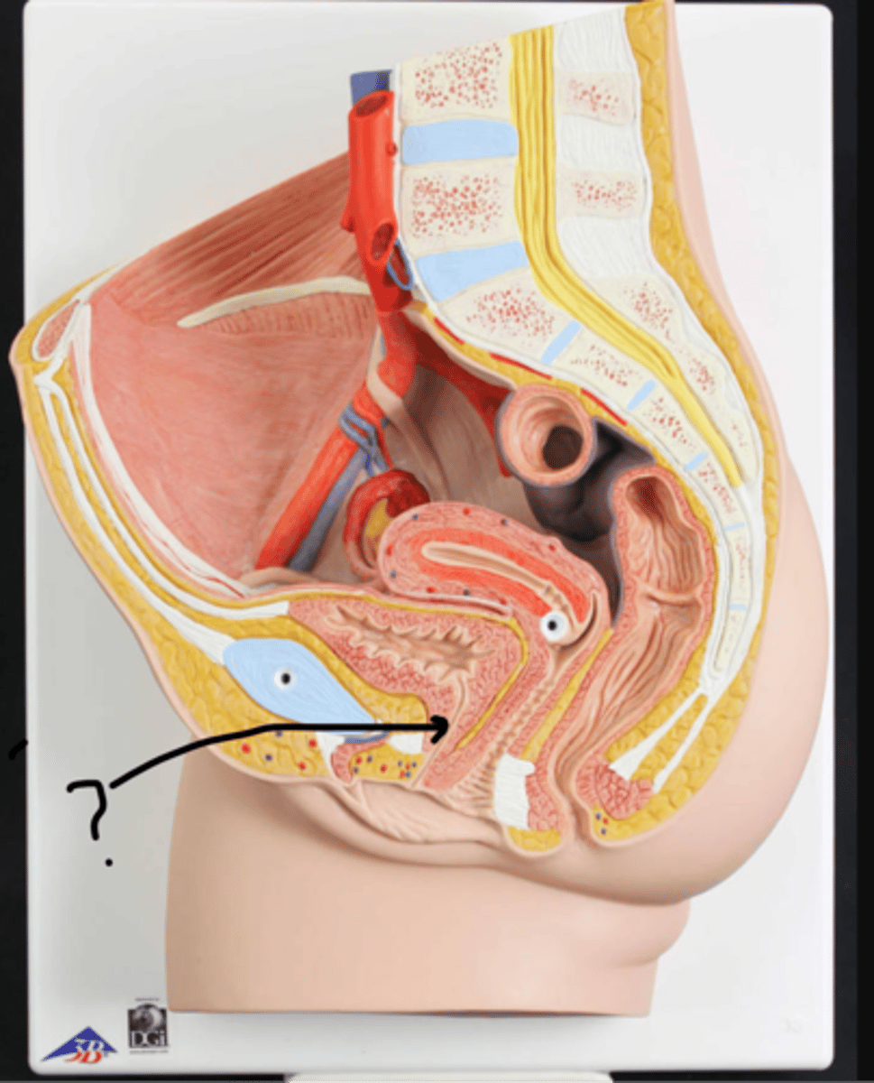 <p>Name this tube</p>