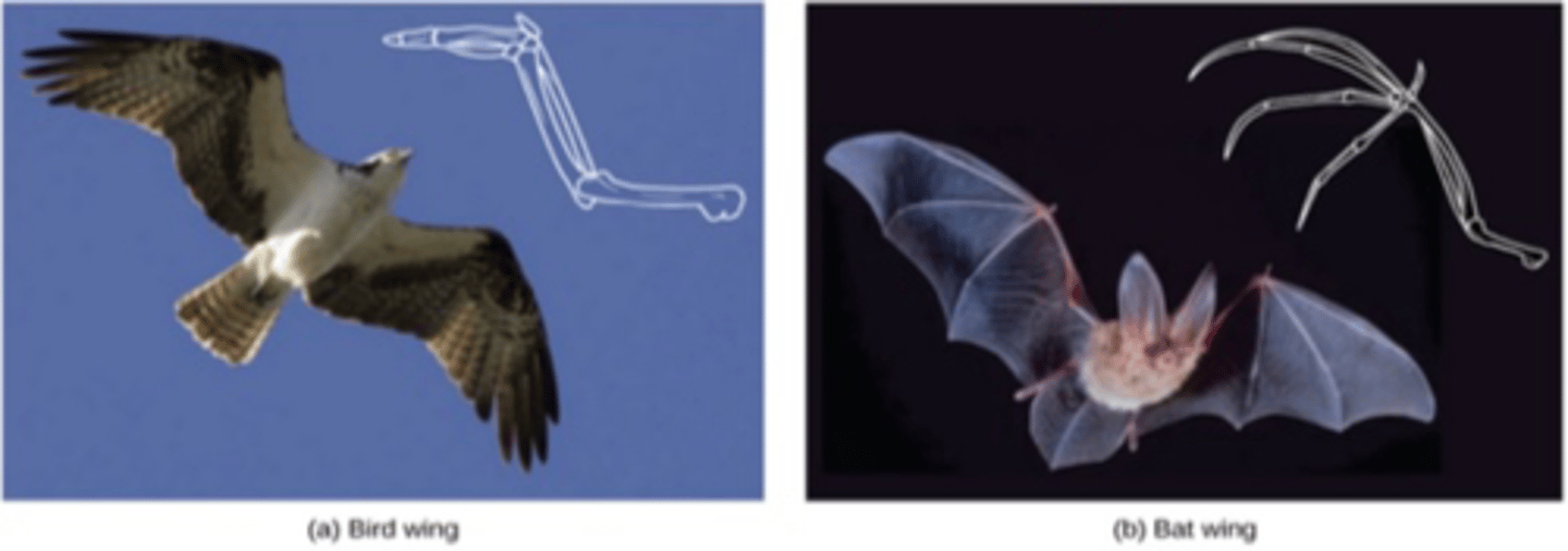 <p>- Look at function of wings in birds and bats</p><p>- Underlying structure is the same because it was inherited from a common ancestor</p>
