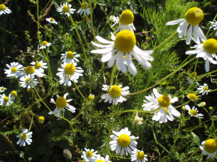 <p>Heřmánek pravý</p>