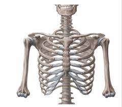 <p>Axial skeleton</p>