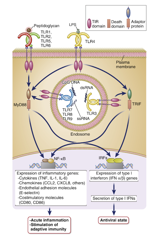 <ol><li><p><strong>Dimerisering</strong> vilket gör att TIR-domänerna interagerar.</p></li><li><p>Rekrytering av <strong>adaptorproteiner</strong> som aktiverar kinaser som interagerar med transkriptionsfaktorer.</p></li><li><p><strong>NF-κB </strong>aktiveras för att producera TNF, IL-1, E-selektiner och kemokiner.</p></li><li><p><strong>IRF (interferon response factor)</strong>: IRF3 och IRF7 ökar transkription av typ 1 IFN för att initiera ett antiviralt svar (<strong>Interferon-𝛼</strong> och <strong>Interferon-𝛽</strong>).</p></li></ol>