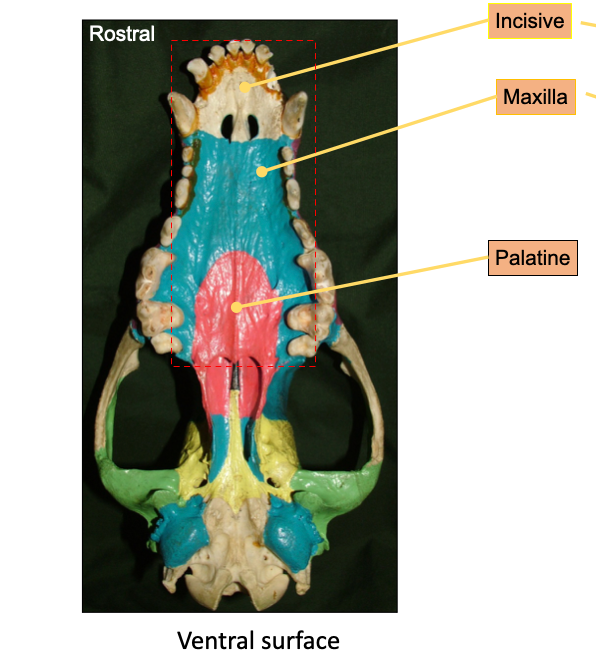 <p>1) Incisive </p><p>2) Maxilla </p><p>3) Palantine </p>
