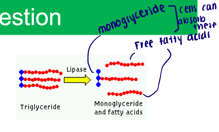 <ul><li><p>Unlimited activity of lingual lipase </p></li><li><p>Functions at neutral pH</p></li><li><p>Water-soluble enzyme </p></li><li><p>Break down triglycerides into mono-glycerides </p></li></ul><p></p>