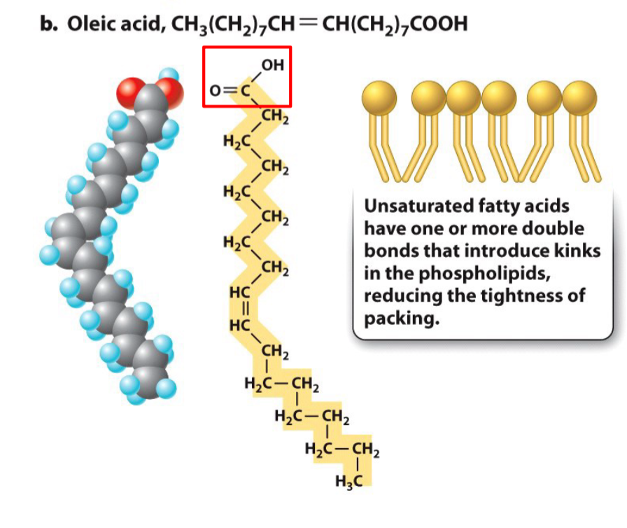 <ul><li><p>Missing some hydrogens, so have C=C bonds</p></li><li><p>Causes a bend or <u><strong>kink</strong></u> in the chain</p></li><li><p>Prevents close packing of hydrocarbon tails and reduces hydrophobic interactions</p></li></ul>