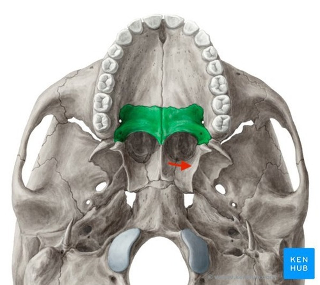 knowt flashcard image