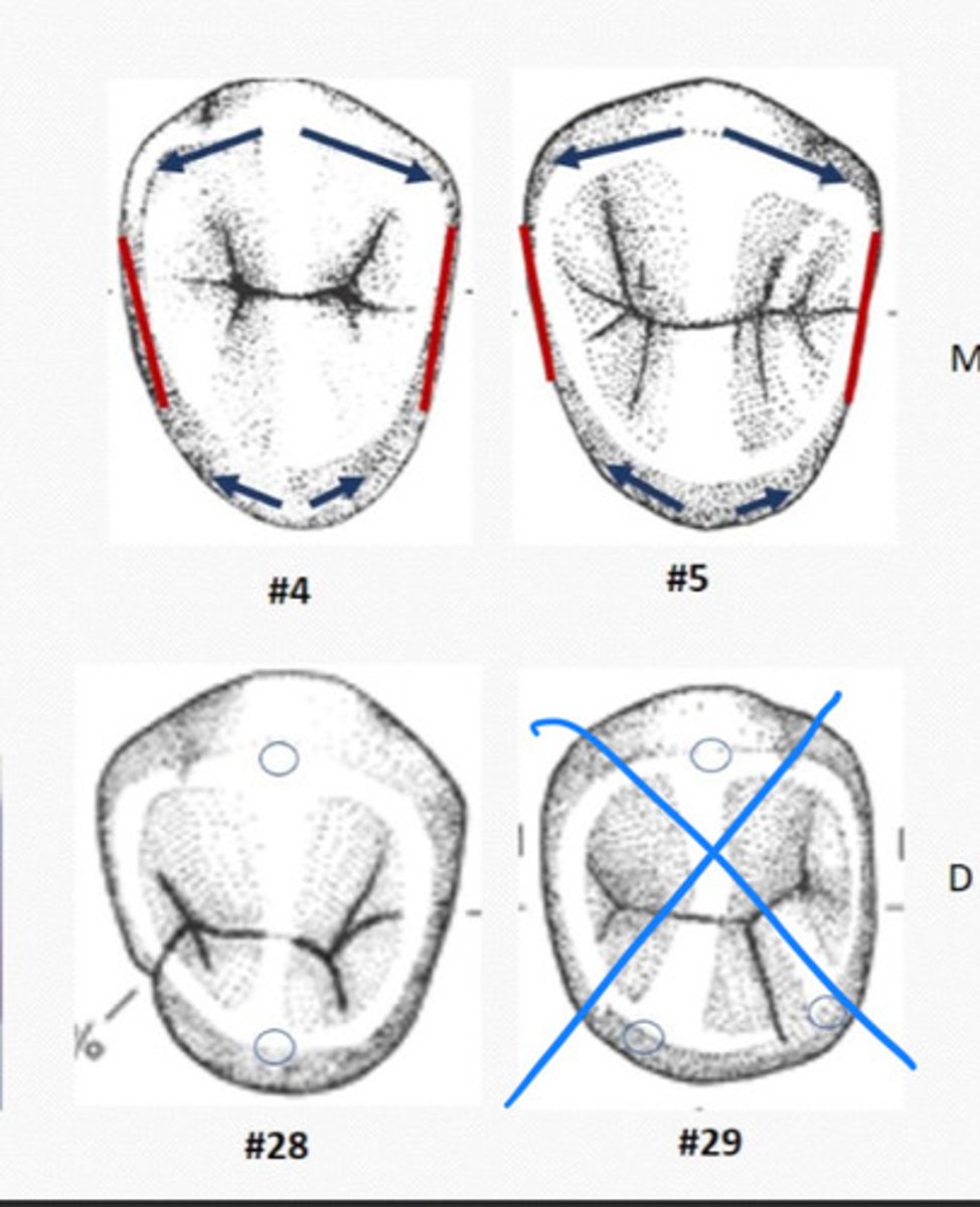 <p>All premolars have __ cusp ridges</p>